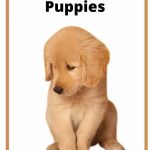 Golden Retriever Puppies-Breed Information (Updated Guide 2022)