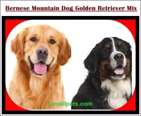 Bernese Mountain Dog Golden Retriever Mix New