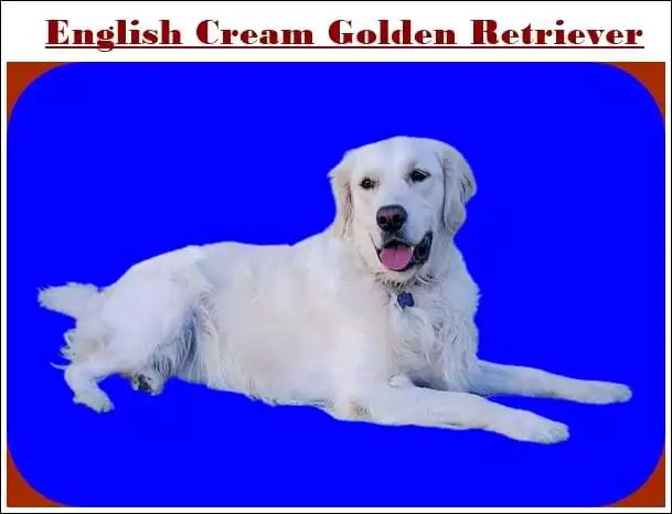 English Cream Golden Retriever New Guide