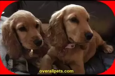 Yankee Golden Retriever Rescue - How to get small dog adoption near me
