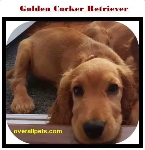 Golden Cocker Retriever Full Grown-Mixed Dog Breed Guide 2023