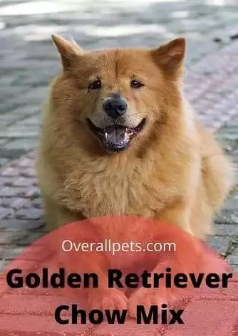 20 Facts about Golden Retriever Chow Mix Puppies [Ultimate Free Guide 2022]