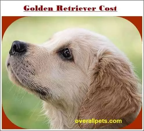 Golden Retriever Costing Chart