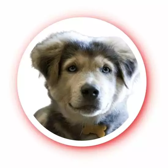 Golden Retriever Husky Mix | Adopt a Dog | Goberian Puppies Breed