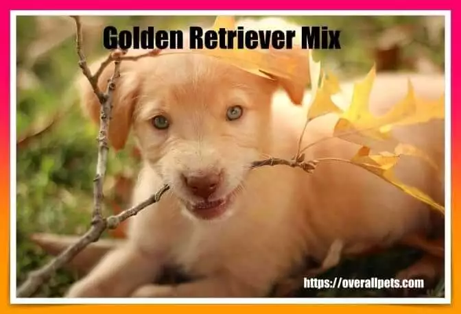 Golden Retriever Mix Dogs