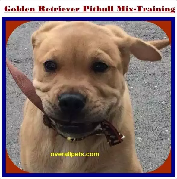 Golden Retriever Pitbull Mix New