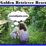 Golden Retriever Rescue New