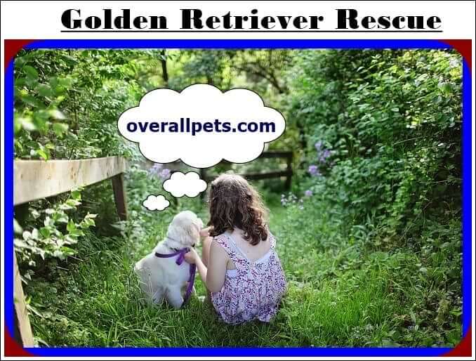 Golden Retriever Rescue New