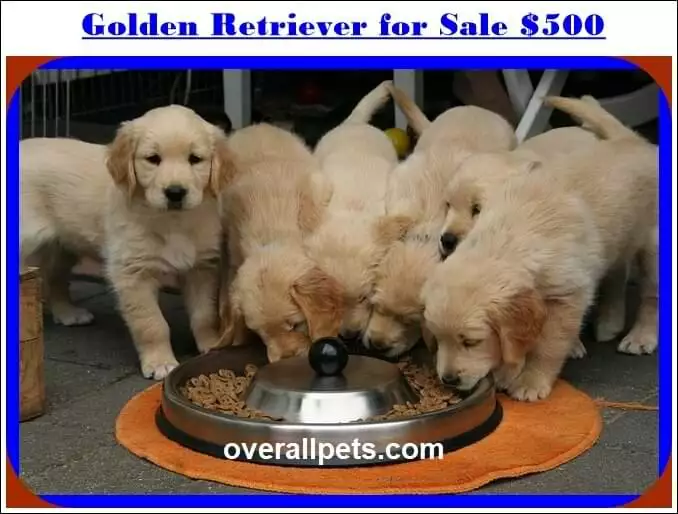 Golden retriever puppies for sale Feed