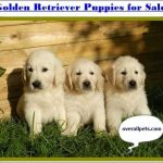 Golden Retriever Puppies for Sale [Top 25 Breeders Offering Big Discount in 2022]
