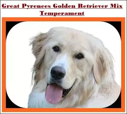 Great Pyrenees Golden Retriever Mix Puppies [30 Untold Facts 2022]