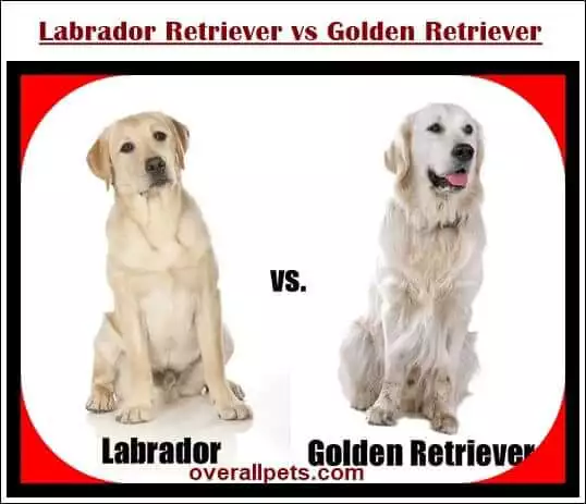 Labrador Retriever vs Golden Retriever Puppies (Updated 2023)