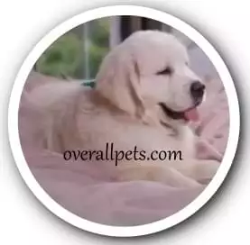 Mini Golden Retriever Puppies-Miniature Golden Retrievers For Adoption 2022