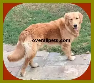 Red Golden Retriever Puppies-How Take Good Care Of Red Golden Retriever In 2023