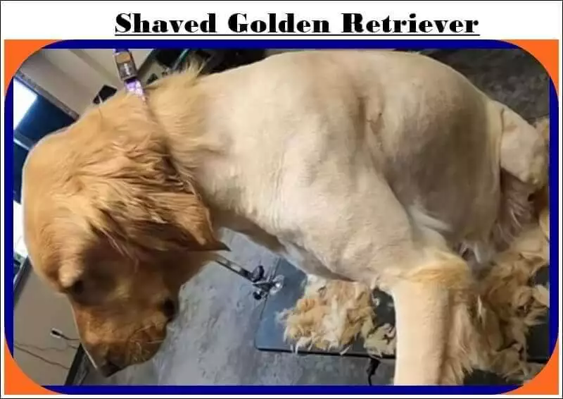shaved golden retriever Dog