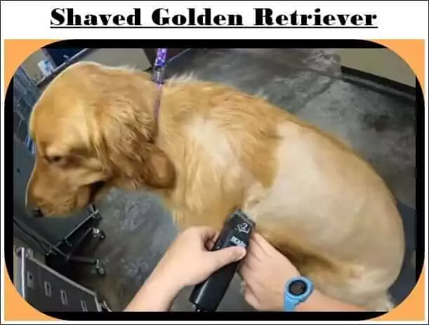 shaved golden retriever Dogs