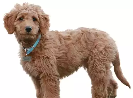 Goldendoodle Puppies 2022 - Breed Information and Ultimate Free Guide