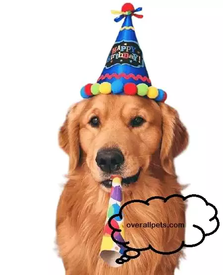 Happy Birthday Golden Retriever Puppies-Top Ideas to Make You Happy