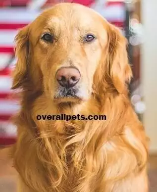 Golden Retriever Shedding Level [19 Free Tips to Control Dog Shedding]