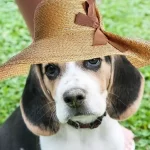 Beagle Pitbull Mix Puppies for Sale Near Me [Top Place to Buy a Beagle in 2022]