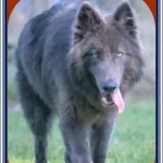 Blue German Shepherd Puppy-GSD Owner's Guide 2023