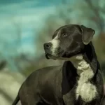 Corgi Pitbull Mix Puppies Temperament And Adoption Guide 2023