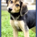 German Shepherd Beagle Mix-Trainability and Facts Guide 2023