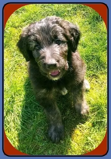 GSD Poodle Mix Training