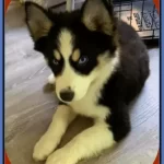 Husky Border Collie Mix-Husky Collie Mix Puppies for Adoption