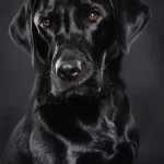 How to Get Labrador Retriever Puppies for Sale Missouri?