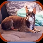 Corgi Chihuahua Mix Puppy for Sale Guide-Chigi Dog Breed Overview