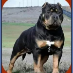 Pitbull Rottweiler Mix-Untold Facts About Pitweiler Puppies