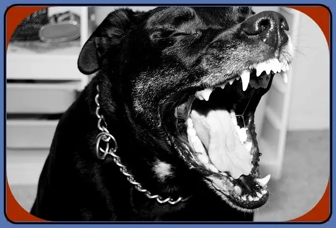 Pitbull Rottweiler Temperament