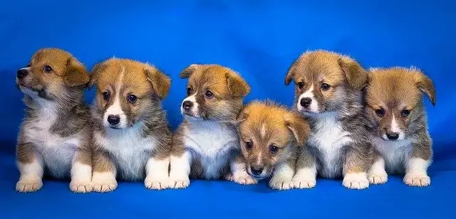 Welsh Corgi Mix Puppies