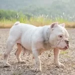 White Pitbull Red Nose Blue Eyes-Fact Guide