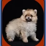 Black Pomeranian | Teacup Dogs | Pomeranian Puppies For Adoption
