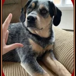 Blue Heeler Beagle Mix Puppies for Sale [15 Things Owners Must Know]