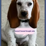 Basset Hound Beagle Mix Puppies for Sale