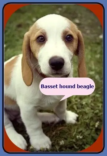 Hound Basset Beagle 
