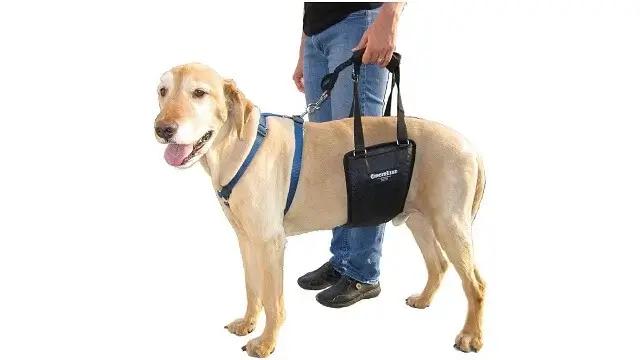 Ginger Lead Dog Support Harness