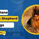 Great Dane German Shepherd Mix-Daneshepherd Full Guide