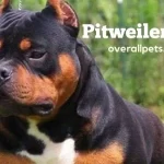Pitweiler Puppies Breed Overview 2022 [Rottweiler & Pitbull Terrier Mix]