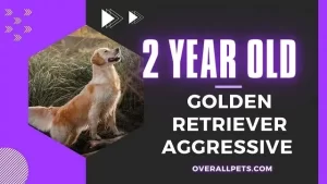 2 Year Old Golden Aggressive