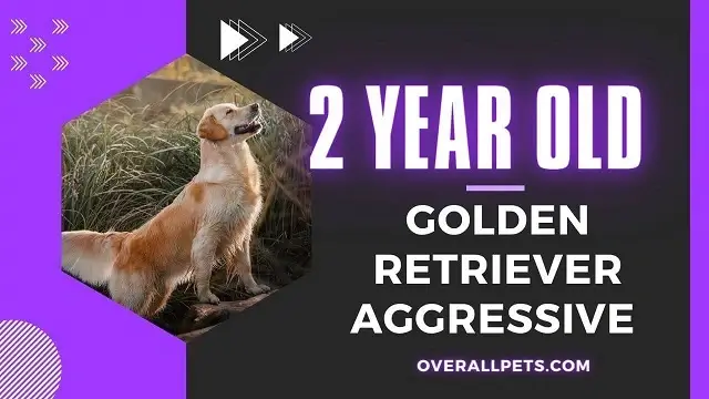 2 Year Old Golden Aggressive