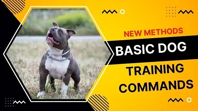 Basic Dog Training Commands