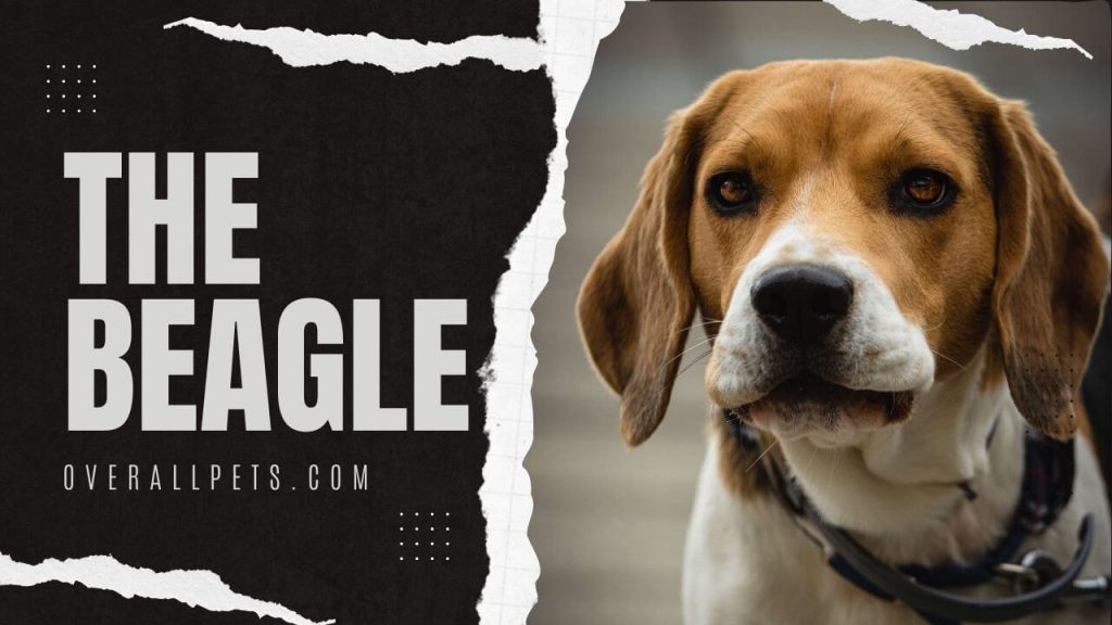 Beagle Jack Russell Mix