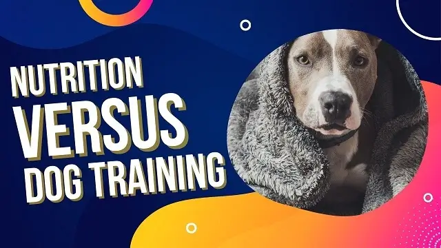 Nutrition Versus Dog Training