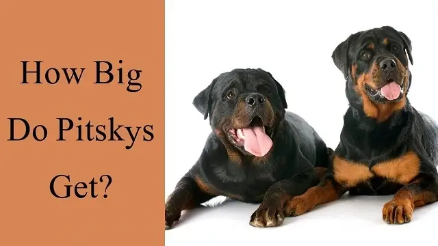 How big do Pitskys get
