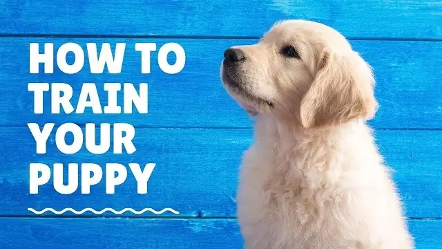 How do you train a Pitweiler puppy