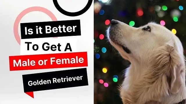 Get a female or male Golden Retriever